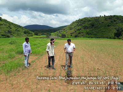 Finger Millet Cultivation Finger Millet Cultivation
