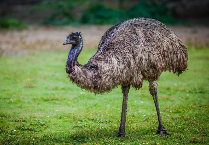 Emu Bird Interesting Facts, Behavior, Habitat and Other Information