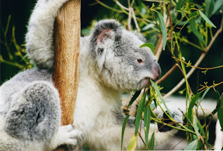 Beslenen koala
