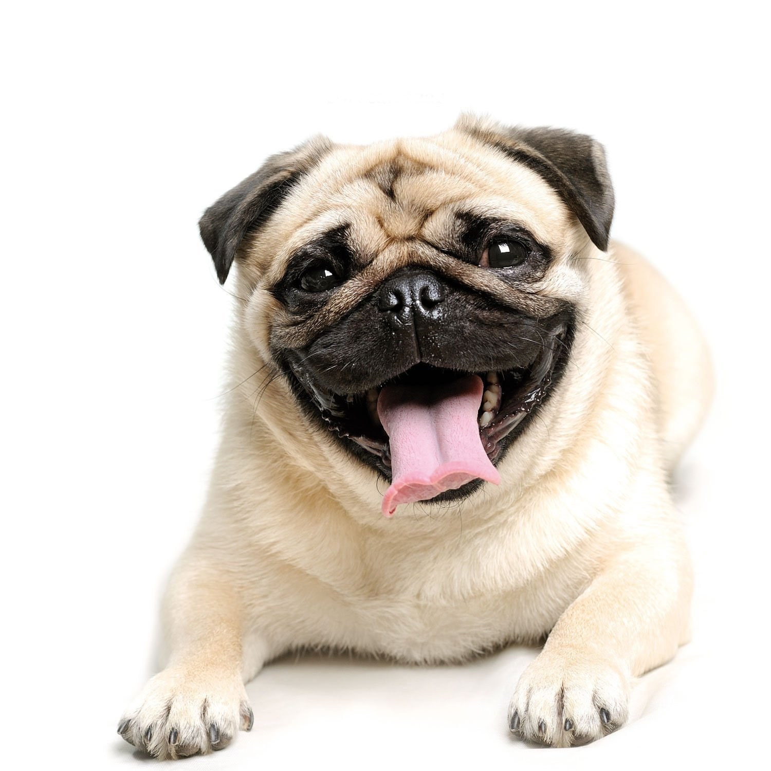 10 อันดับ น้องหมายอดนิยมในไทย อันดับ 6 ปั๊ก (Pug)