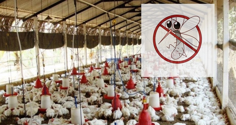 Cara Mengusir Nyamuk Di Kandang Ayam Elinotes Review Cara Mengusir Nyamuk Di Kandang Ayam Elinotes Review