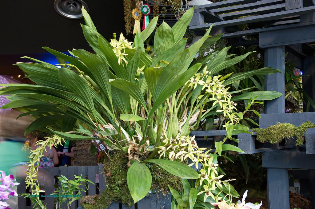 Paling Populer 16+ Gambar Bunga Anggrek Hitam Kalimantan - Gambar Bunga HD