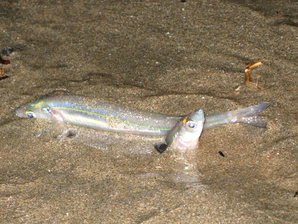 The Intrepid Tourist: TONS OF FISH ON THE BEACH: A CALIFORNIA GRUNION ...