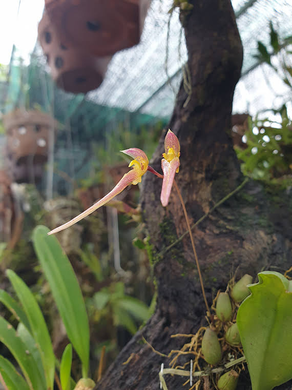 Bulbophyllum macraei