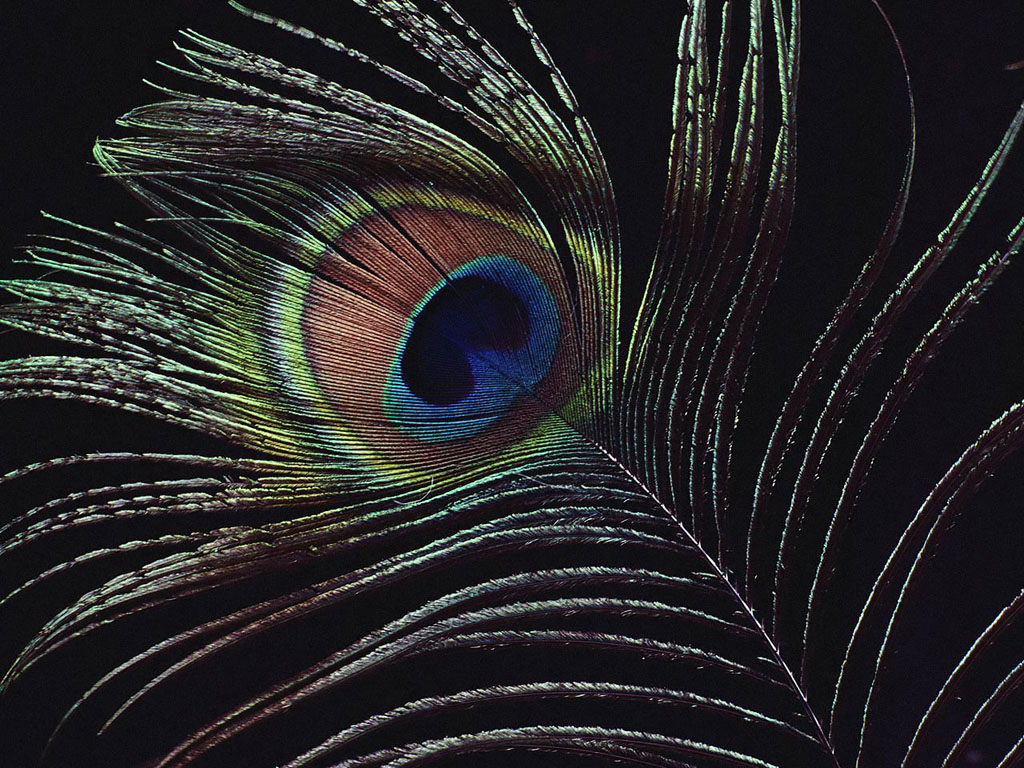 wallpaper: Peacock Feathers Wallpapers