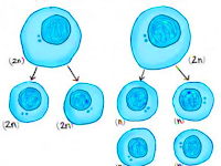 Perbedaan  Mitosis dan Meiosis- Biologi SMA-MA Kelas 12