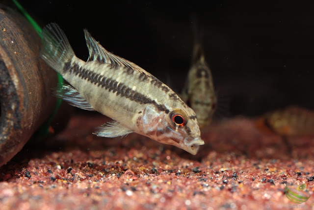 Apistogramma sp. unibrow