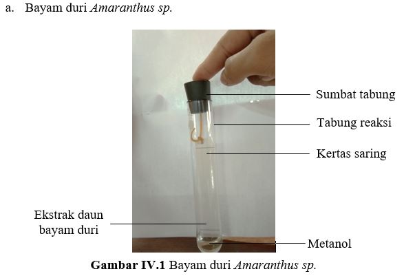 Work Laporan Praktikum Fisiologi Tumbuhan Pigmen Pigmen Dari Daun