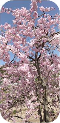 岩根まちづくり協議会 満開の桜
