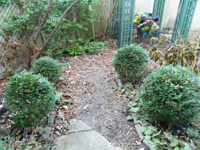 Cabbagetown Fall Cleanup Backyard Before by Paul Jung Gardening Services Inc.--a Toronto Organic Gardener Cabbagetown Fall Cleanup Backyard Before by Paul Jung Gardening Services Inc.--a Toronto Organic Gardener