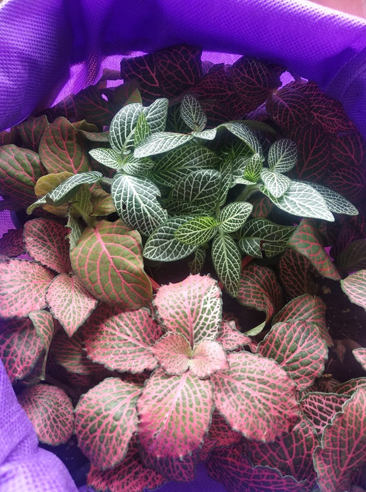 Pebbles Terrarium Blog Fittonia Plant for Terrarium