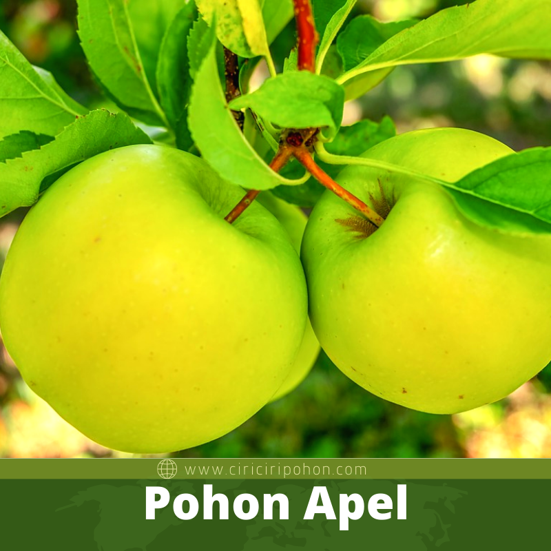 Pohon Apel