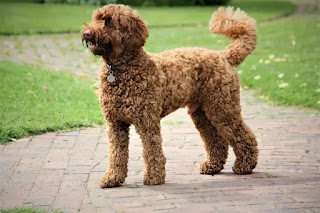 Poodle dog Images