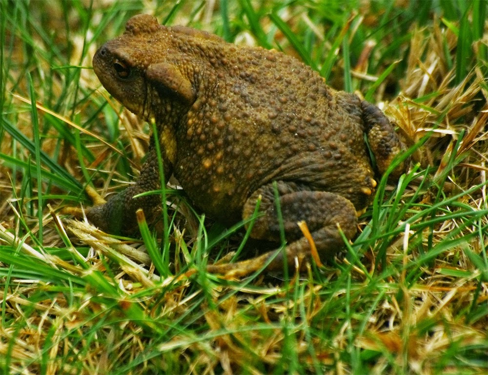 Pinceladas de naturaleza Un sapo en mi jardín