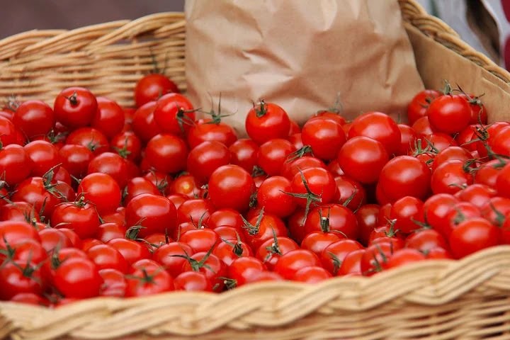 Tomato farming Tomato farming