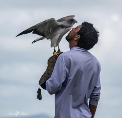 Parque dos Falcões: hospital, abrigo e escola das aves de rapina Foto divulgação do Parque dos Falcões - Matéria Parque dos Falcões - BLOG LUGARES DE MEMÓRIA