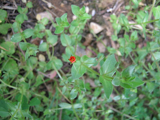 Anagallis arvensis