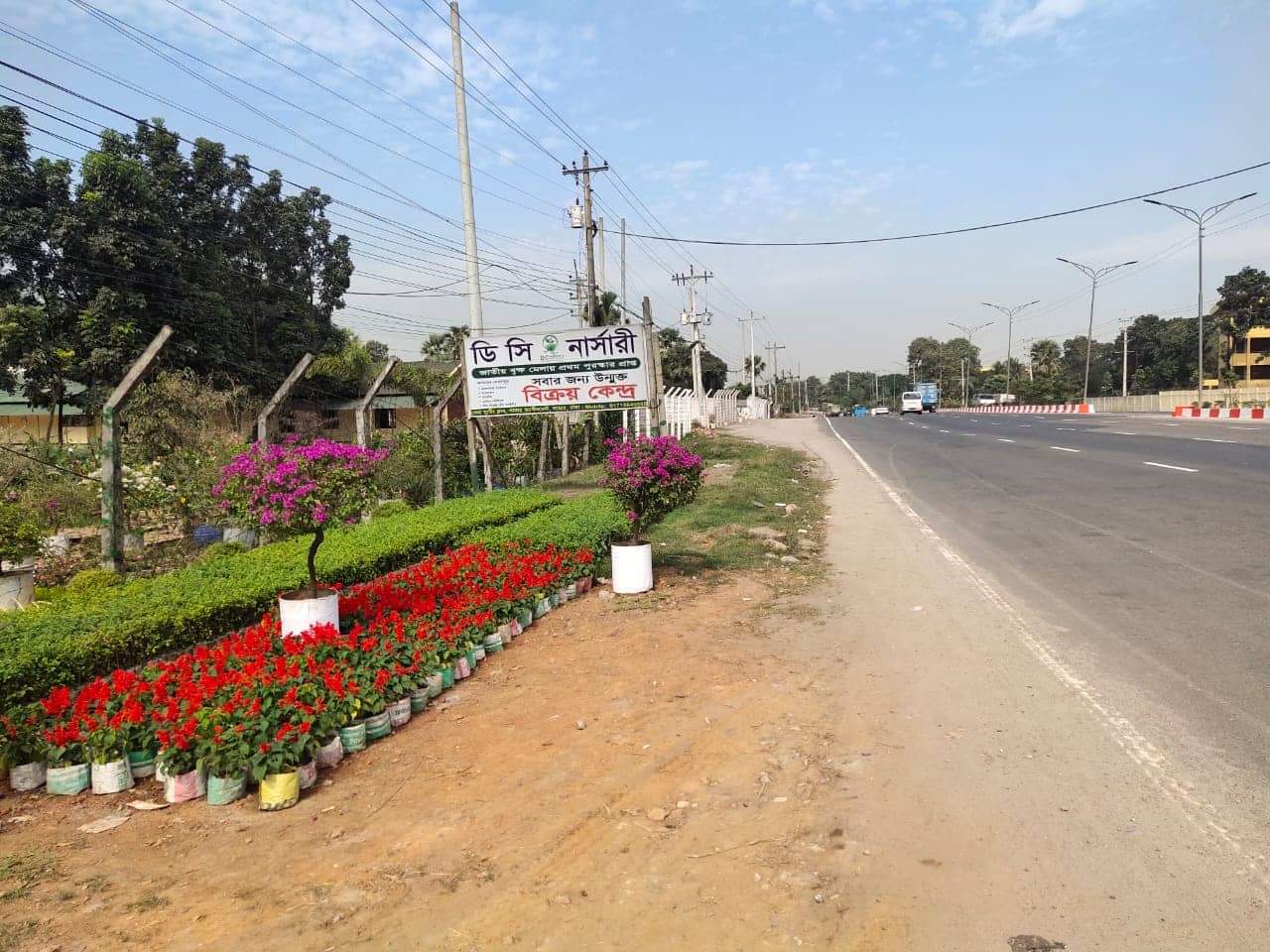 Where to Find Strawberry Plants Green Life Healthy Living