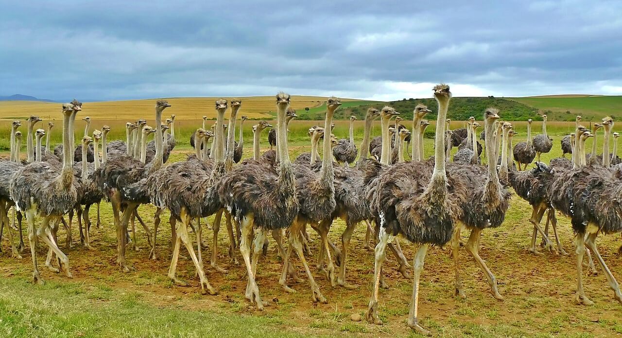 10 Burung Yang Tidak Bisa Terbang Ruang 10
