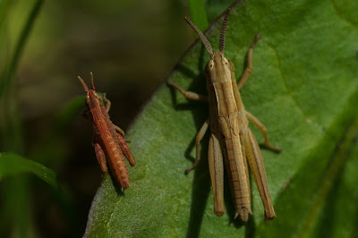 Almindelig markgræshoppe Lat: Chorthippus brunneus