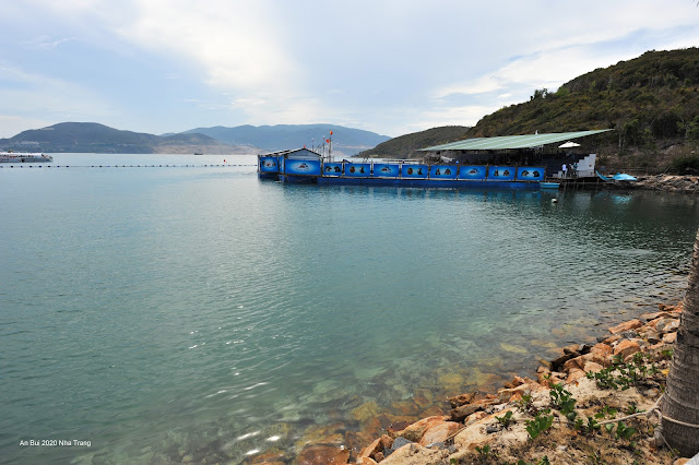 Thưởng thức show Hải Cẩu tại Sỏi Island (Hồ Cá Trí Nguyên)