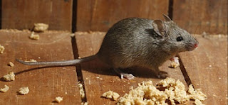 Rodent Exclusion and Sanitation