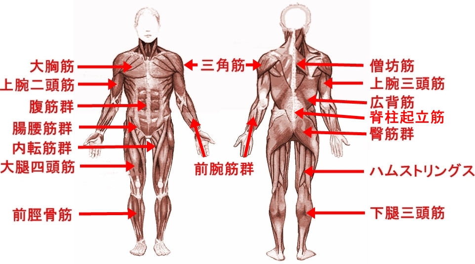 群 前腕 筋 【前腕筋群・腕橈骨筋の自宅筋トレ方法】手首の強さに重要な鍛え方をアームレスラーが解説