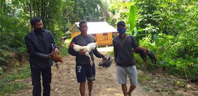 Aagr Di Tengah Pandemi Covid-19, Masih Ada Warga Melakukan Judi Sabung Ayam