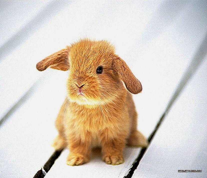 Albums 95+ Images super cute baby bunnies wallpaper Excellent