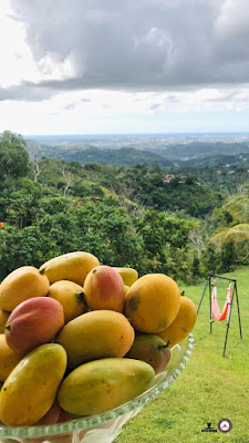 descubre-casa-ceiba-mangos-platanos-frutos-tierra-acompañan-la-practica-del-aeroyoga-yoga-aereo-aerea-en-columpio-hamaca-swing-naturaleza-retiros-formacion