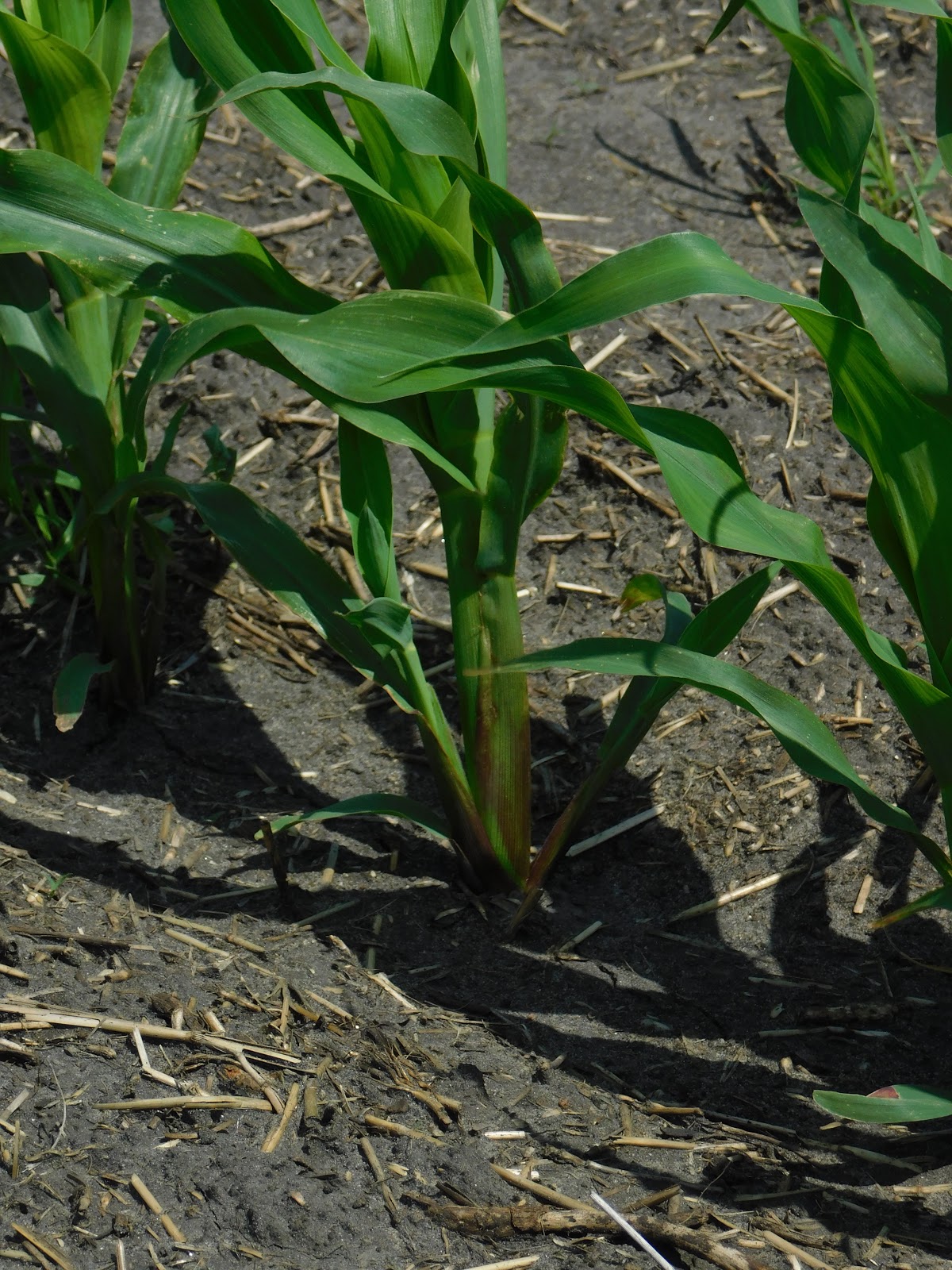 Tillering in small grains yes, but in corn?