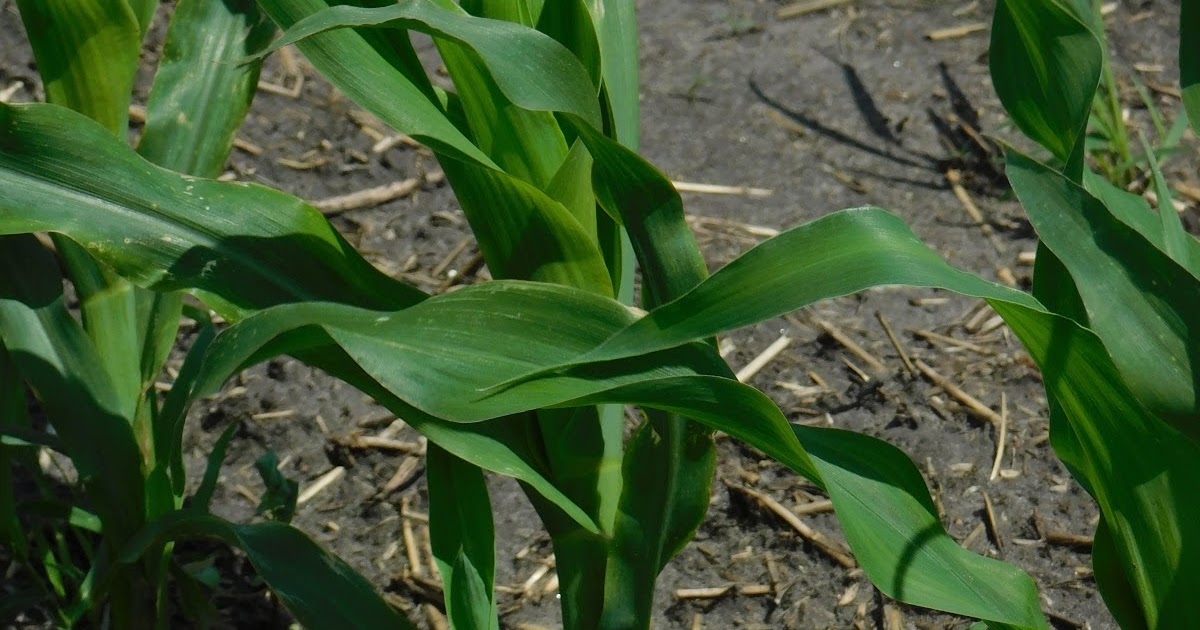 Tillering in small grains yes, but in corn?