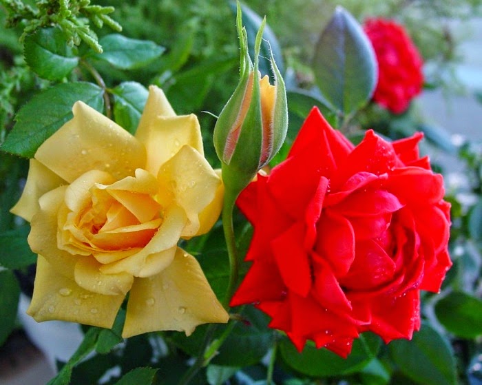hoa hồng vàng đỏ