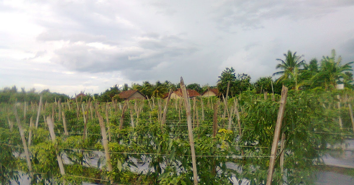 pengolahan tanah untuk budidaya cabe