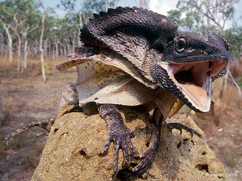 Frilled Lizard Pictures 77