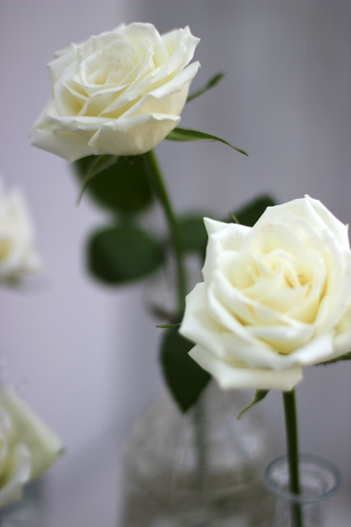 ...OF SPRING AND SUMMER... Creative with Flowers 6 White Roses