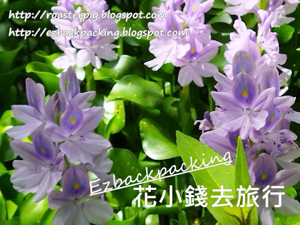 2022年新田鳳眼藍開花(5月更新)