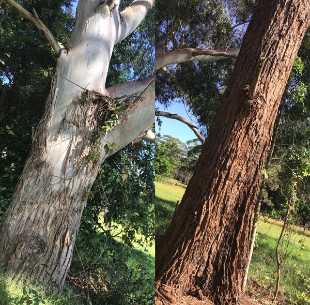 ON THE GRAPEVINE Eucalyptus (Gumtrees) Shedding Bark