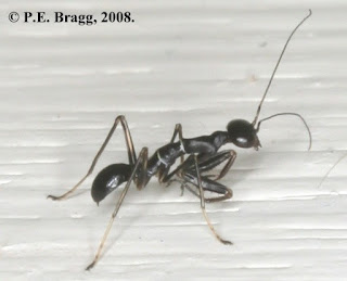 A small mantis that somehow looks like a large black ant.