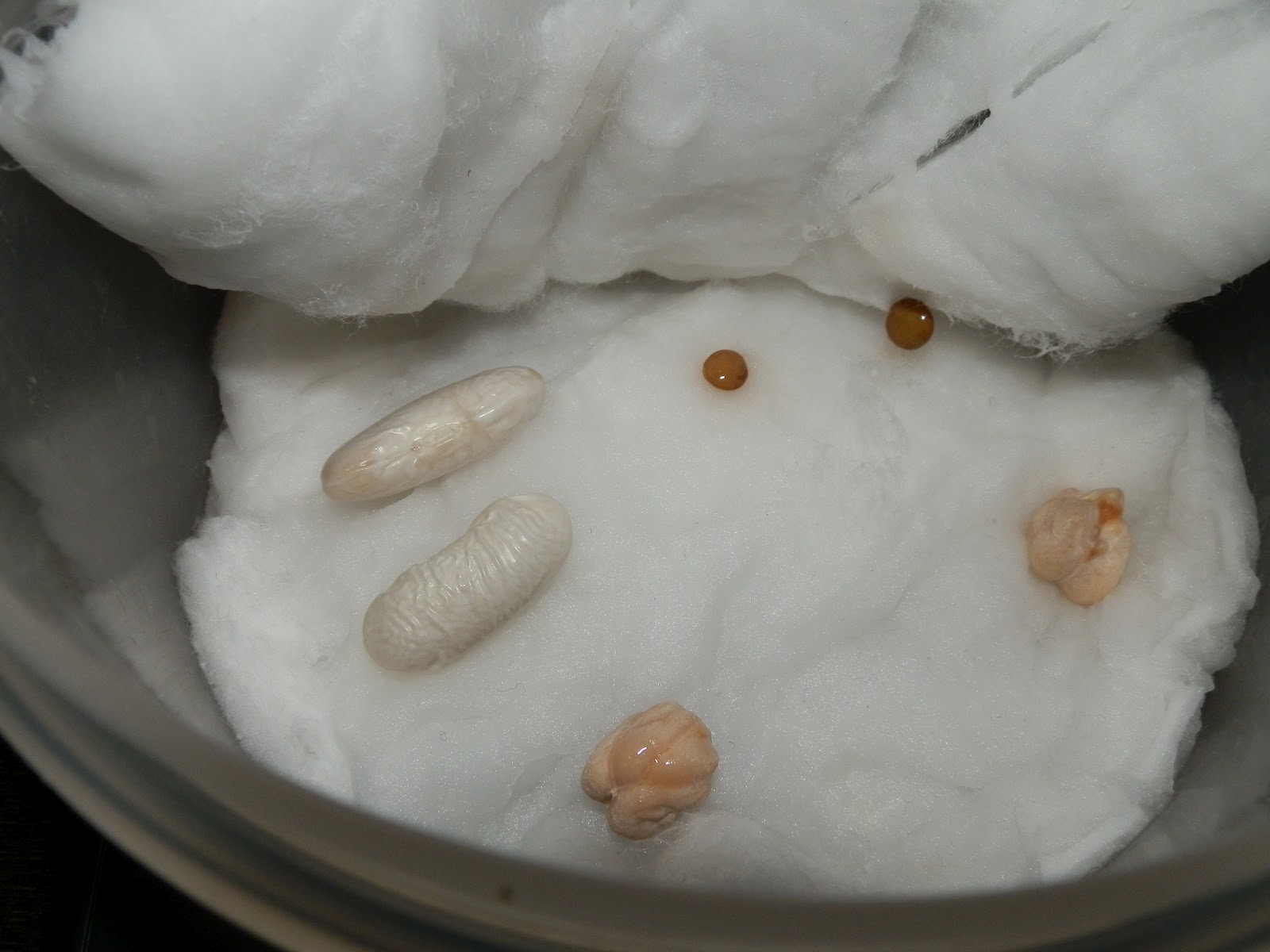 Flor roja de tallo verde Ver germinar las semillas Día 1