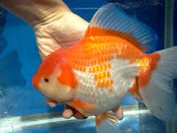 IKAN MAS KOKI JUMBO - SEMUA CARA BUDIDAYA HEWAN