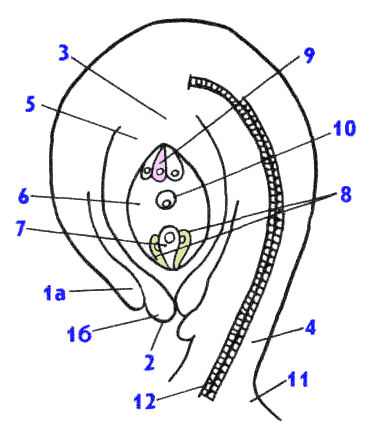 Строение семязачатка семяпочки. Семязачатки в завязи пестика. Строение семязачатка. Гемитропный семязачаток. Строение семязачатка сосны обыкновенной.