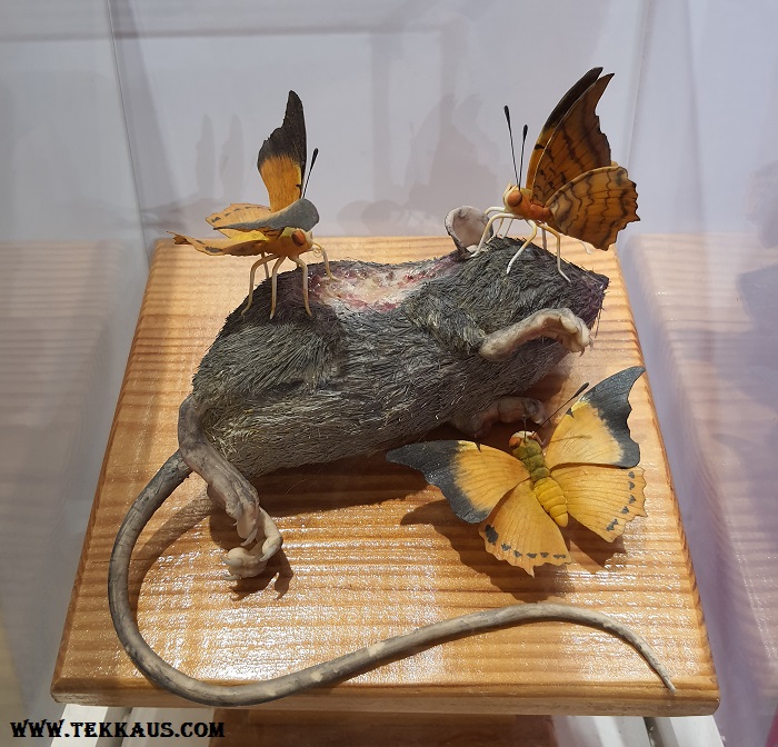 7 Different Food That Butterflies Eat Tekkaus® Malaysia Lifestyle