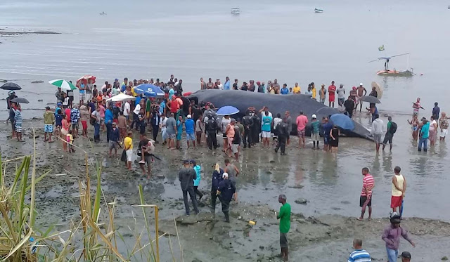 Baleia morta segue em praia de Salvador; moradores relatam mau cheiro e medo de doenças