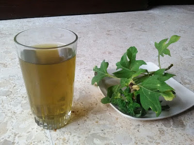 The Insulin Leaf - Herbal Remedy for Diabetes Patients