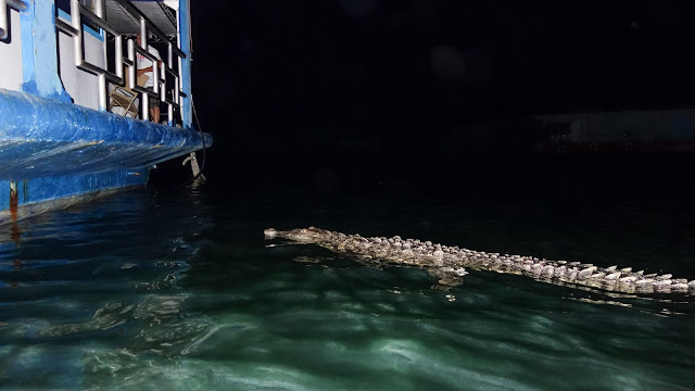 Crocodile in Cuba are fearless