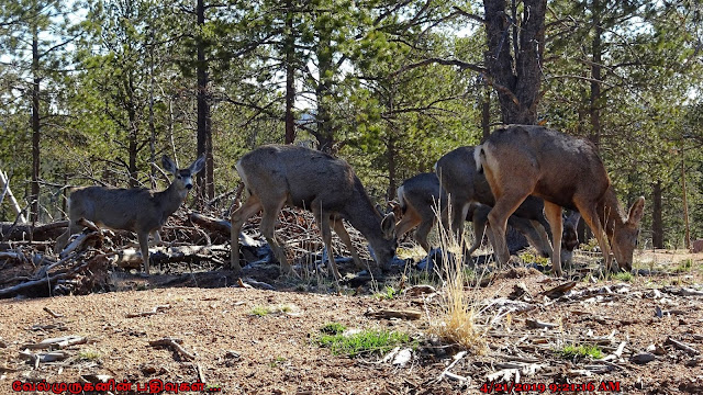 Pike Forest Wildlife