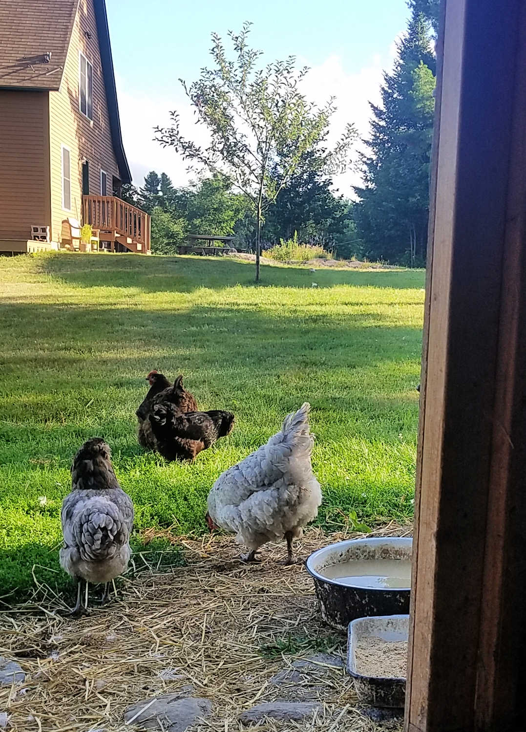 Chickens in the Suburban Backyard Fresh Eggs Daily®