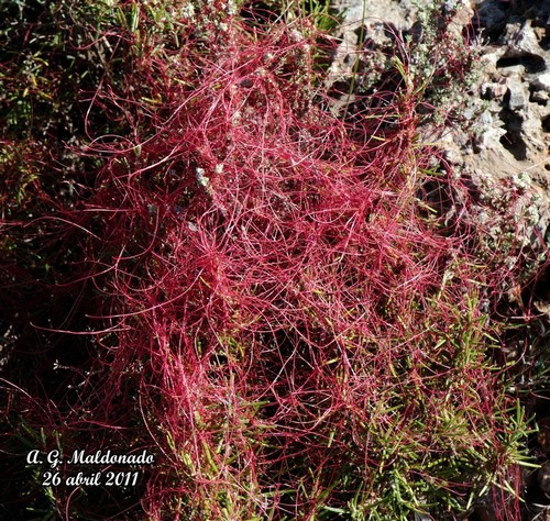 BIODIVERSIDAD COSTA GRANADINA Y... Cuscuta (Cuscuta epithymum )