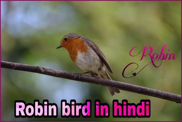 Robin bird image